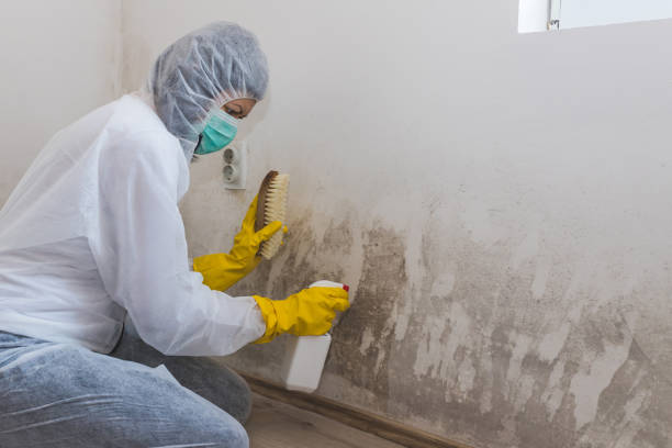 Best Mold Odor Removal Services  in Rlsbad, CA